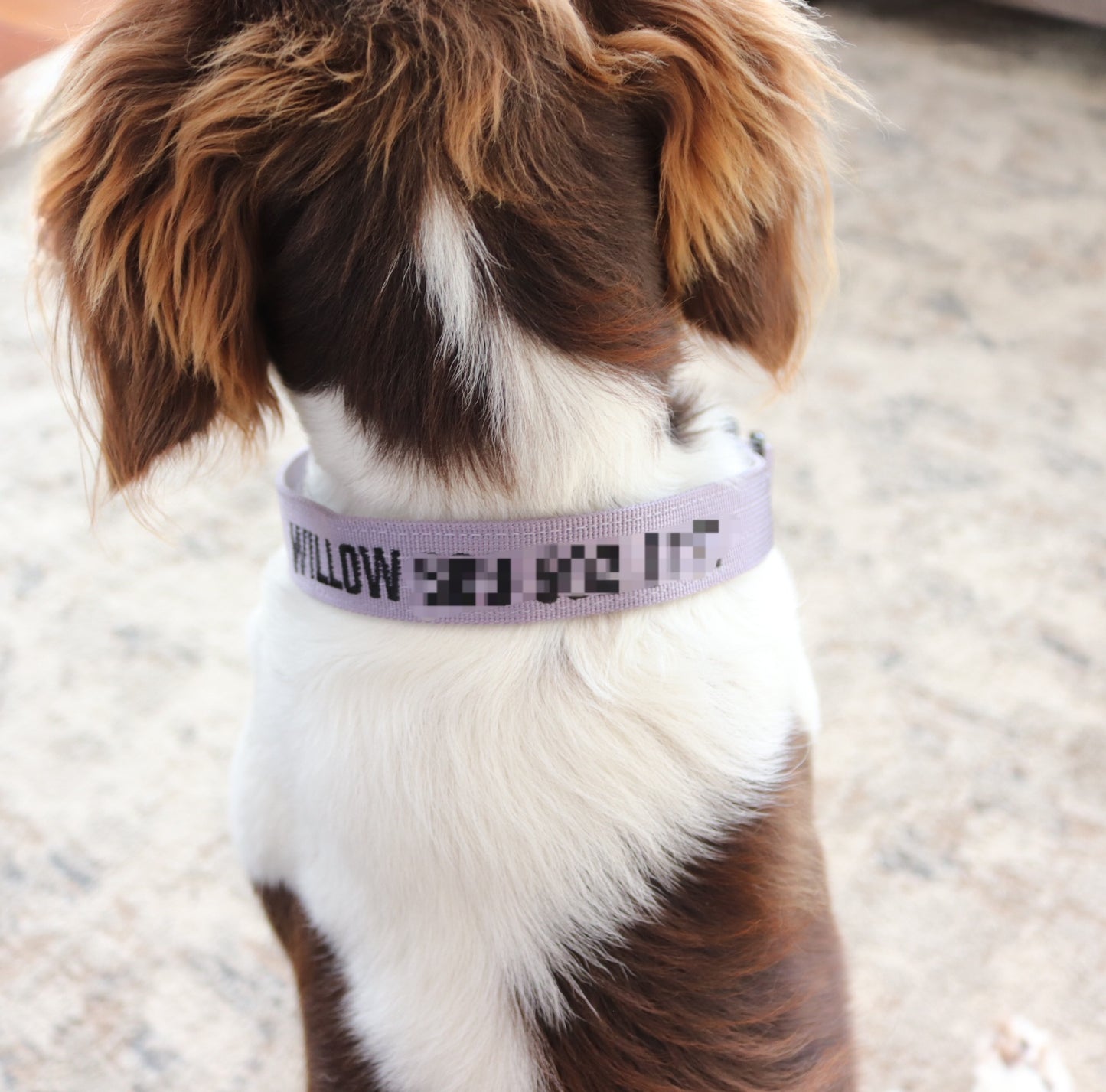 Custom Name Dog Collar – Personalized Chew-Proof Nylon Collar with Metal Buckle